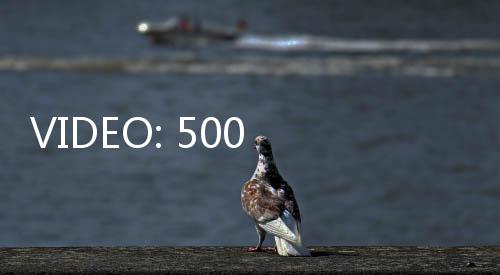 VIDEO: 500 Ribu Kembang di Festival Bunga Tahunan India